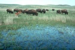 野牛在大草原上吃草
